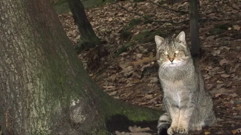 1-Курортная осень.Теплице 522.JPG