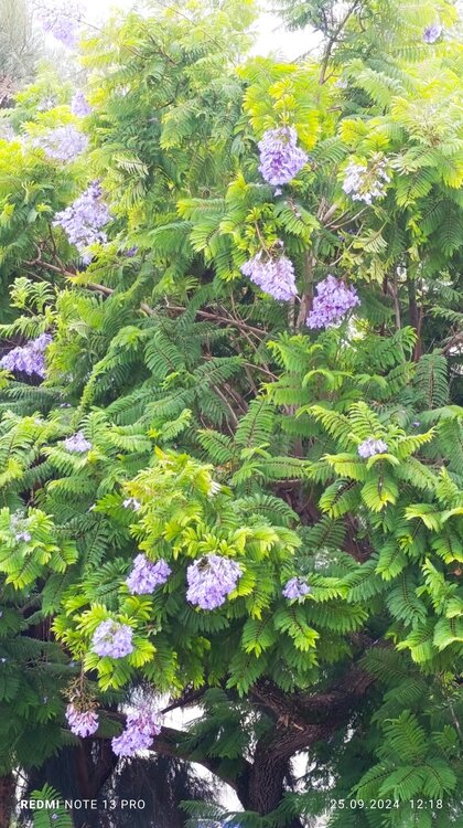 2024-09-25 12-18-51.JPG