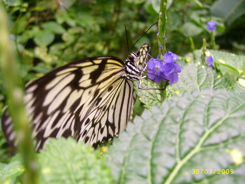 рекламник 756.jpg