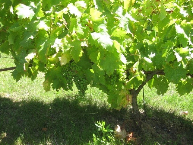 Изображение 827.jpg