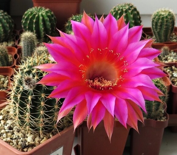 IMG_3905 (3) (1).jpg