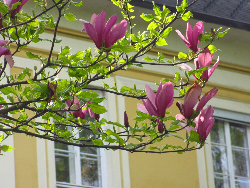 IMG_8381 - копия.JPG