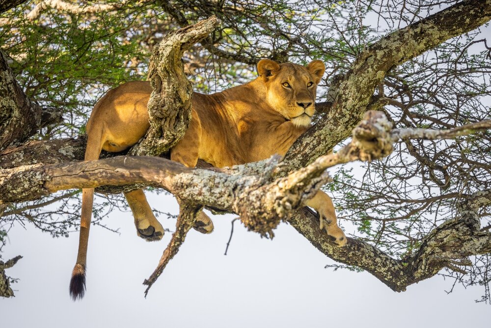 Опубликованы даты на 2027 год в Танзанию