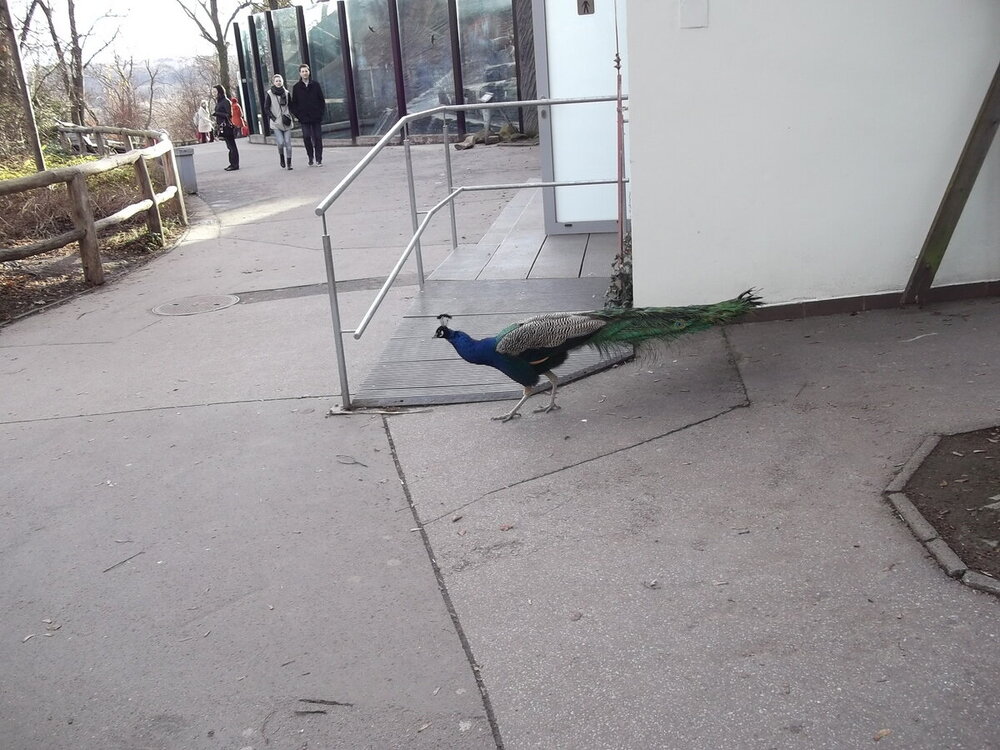 1-Пражская зима 506.JPG