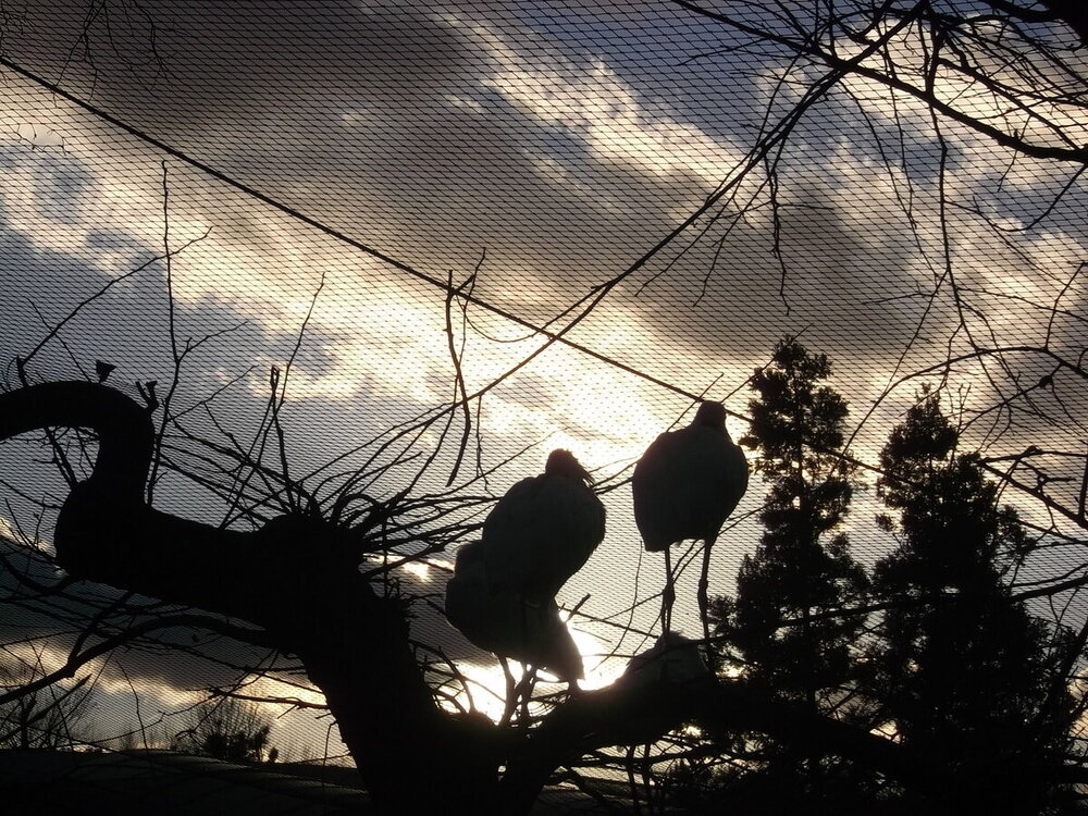 1-Пражская зима 675.JPG