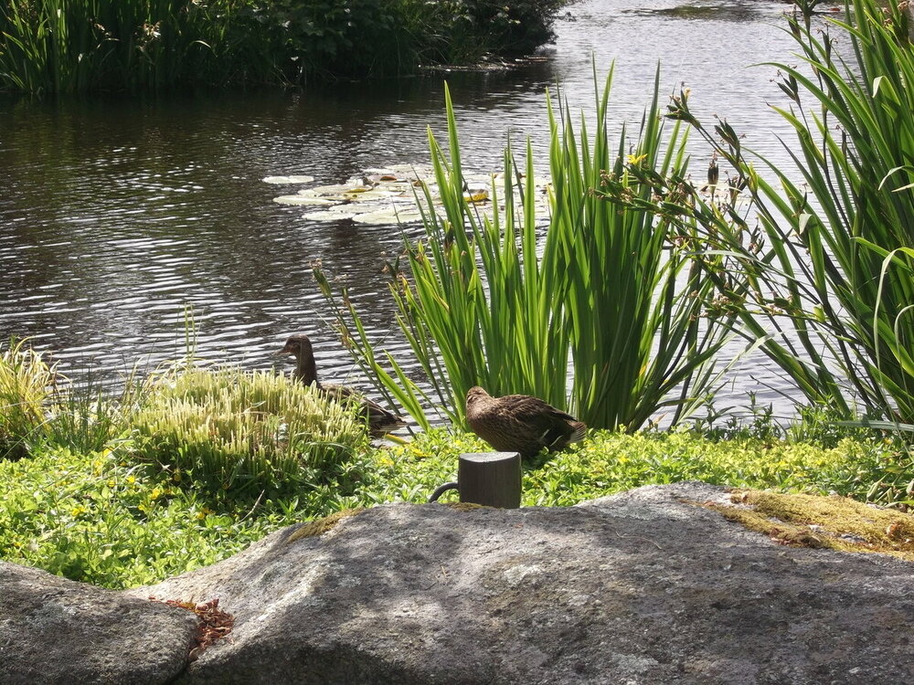 1-Белые ночи Скандинавии 675.JPG