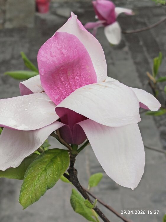 2026-04-09 16-27-21.JPG