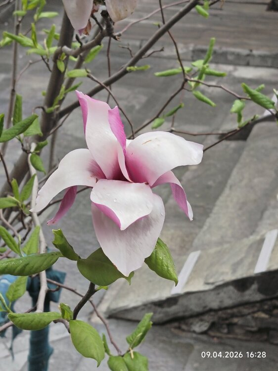 2026-04-09 16-28-00.JPG