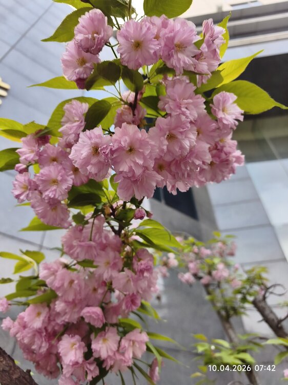 2026-04-10 07-42-04.JPG