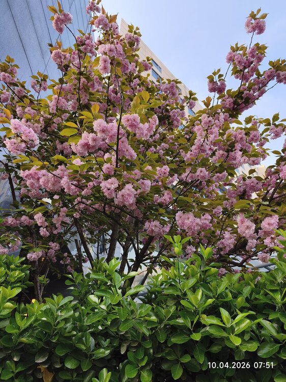 2026-04-10 07-51-55.JPG