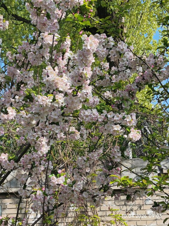 2026-04-10 09-03-48.JPG