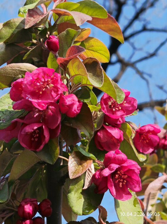 2026-04-10 09-05-25.JPG