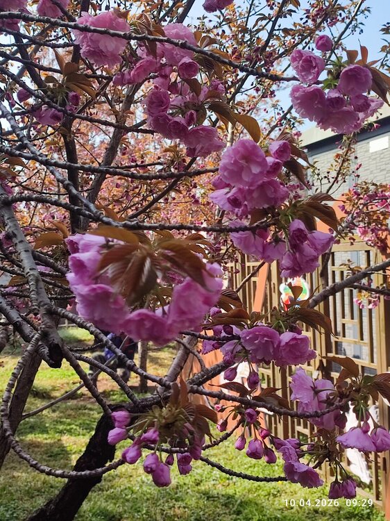 2026-04-10 09-29-29.JPG