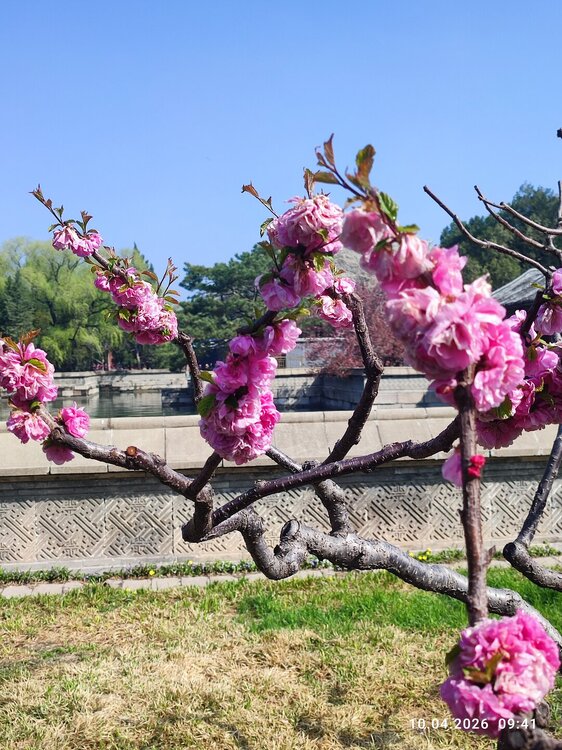 2026-04-10 09-41-16.JPG