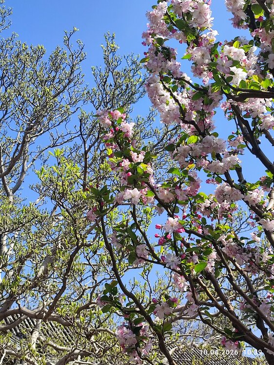 2026-04-10 10-39-39.JPG