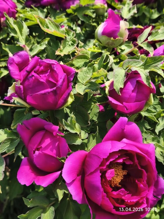 2026-04-13 10-43-31.JPG