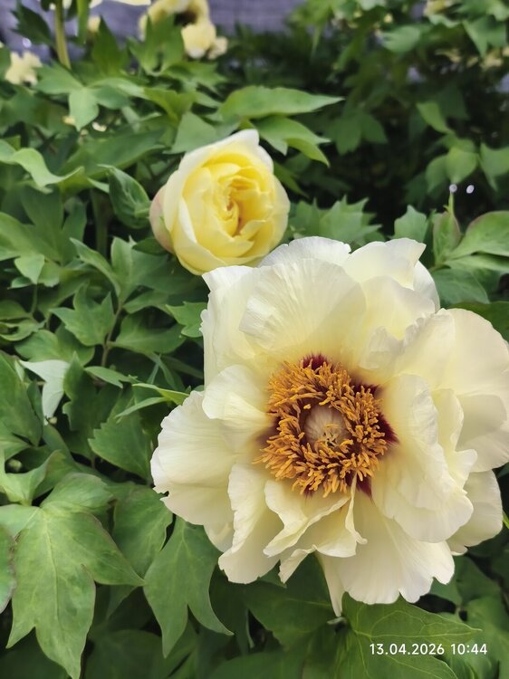 2026-04-13 10-44-18.JPG