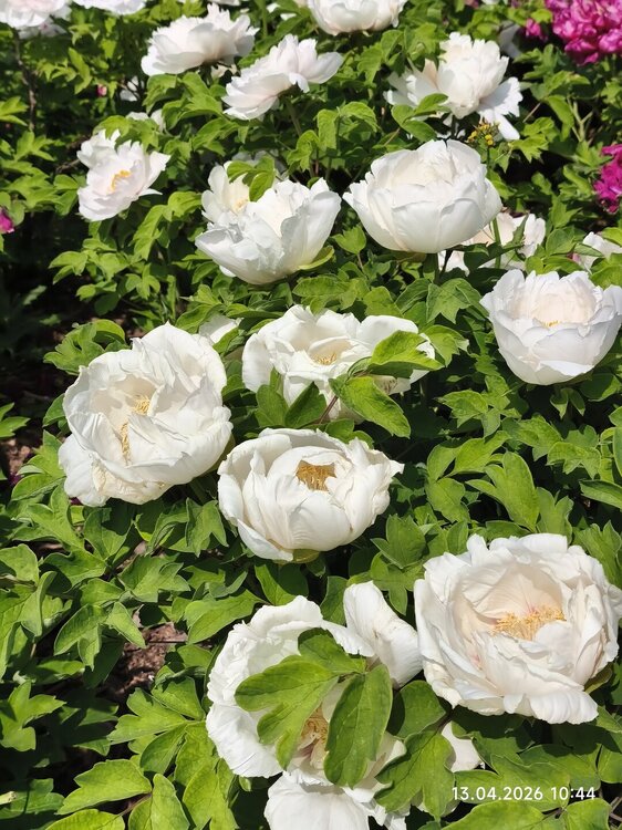 2026-04-13 10-44-41.JPG