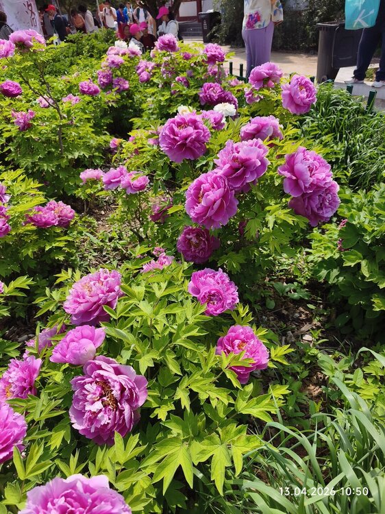 2026-04-13 10-50-39.JPG