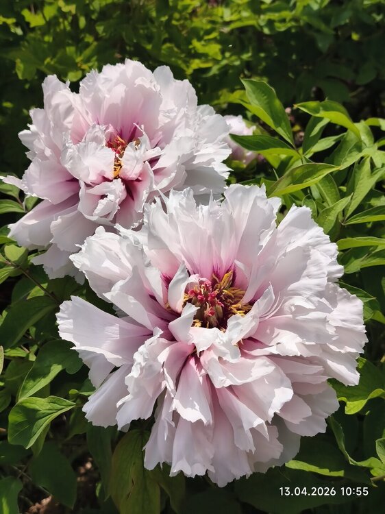 2026-04-13 10-55-05.JPG