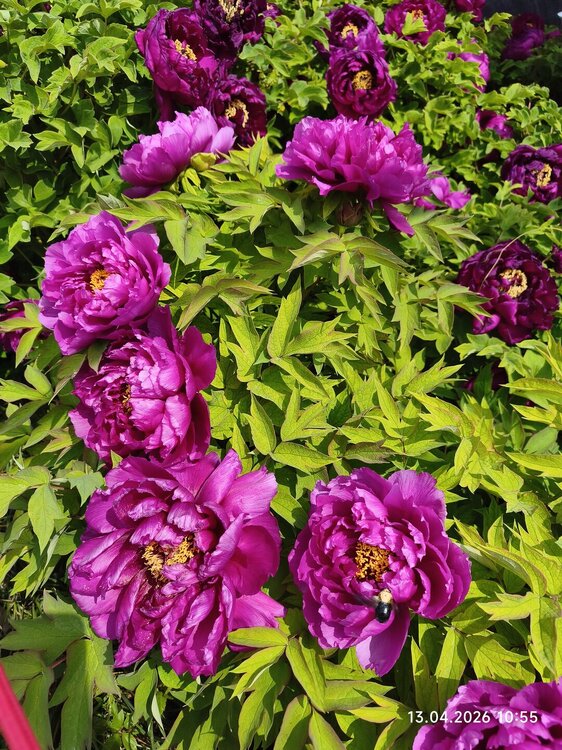 2026-04-13 10-55-50.JPG