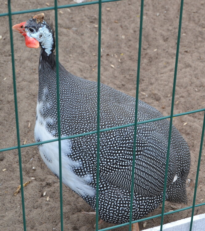 DSC_0374.JPG