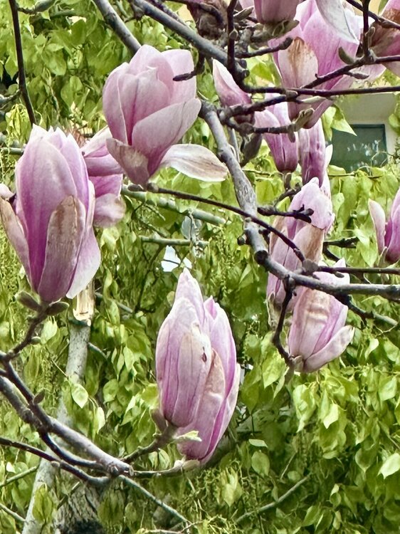 IMG_9299.jpeg