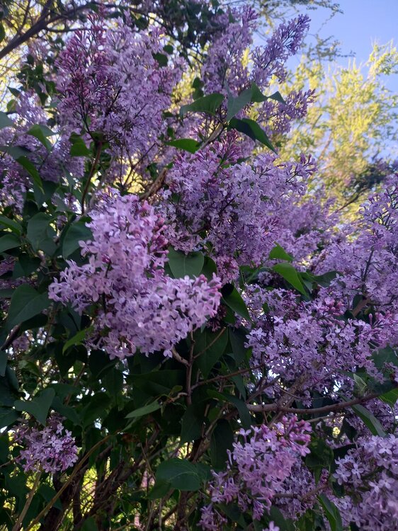 20260509_183256.jpg