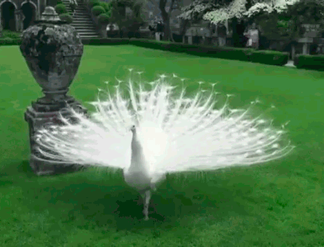 99px_ru_animacii_8807_belij_pavlin_guljaet_v_parke.gif