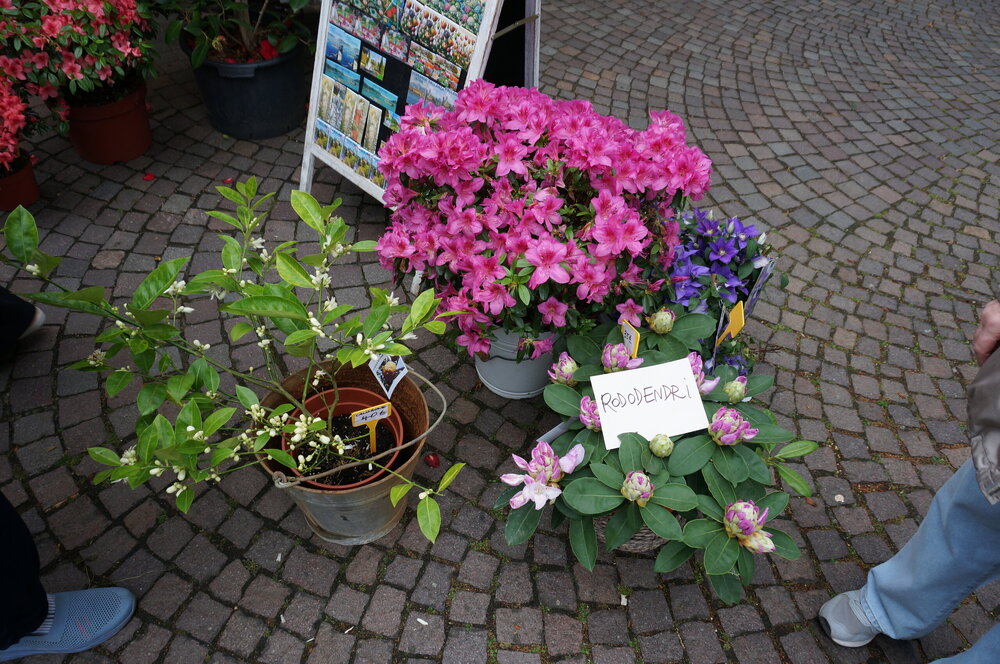DSC06096.JPG