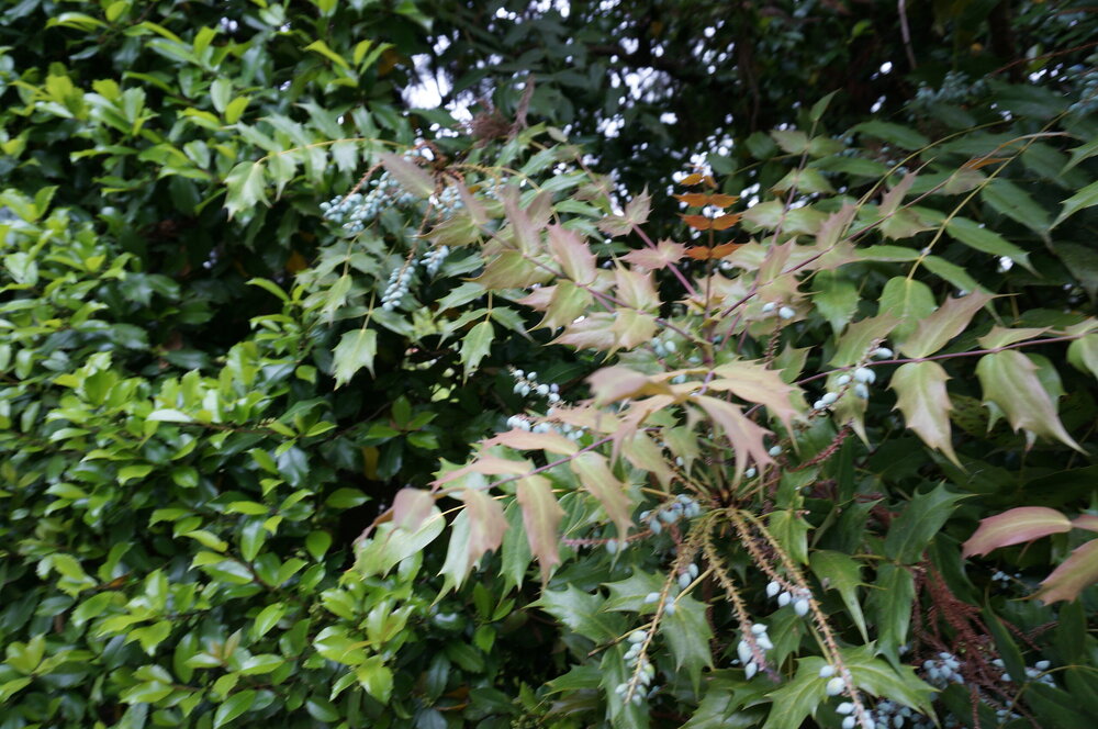 DSC06129.JPG