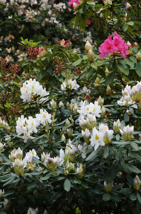 DSC06165.JPG