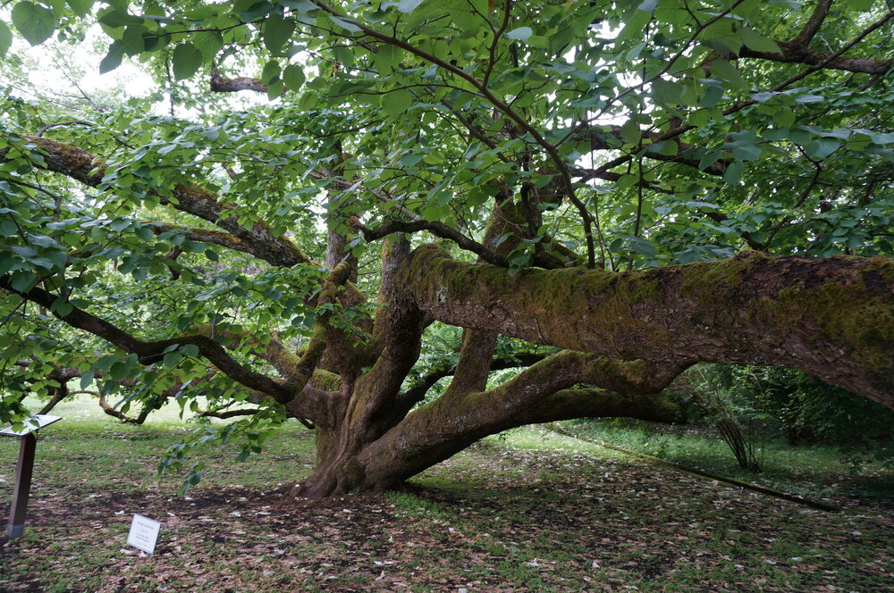 DSC06206.JPG