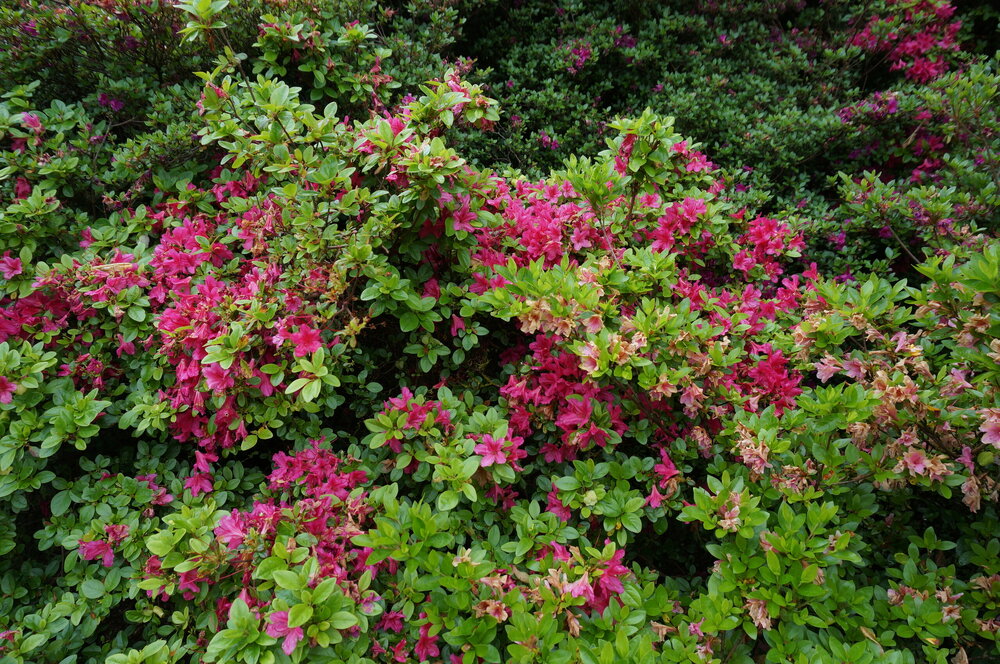 DSC06226.JPG