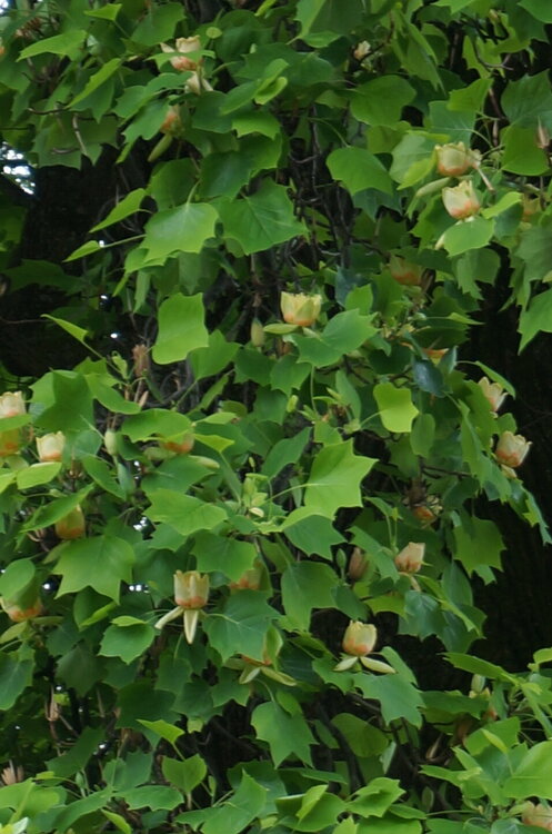 DSC06228.JPG