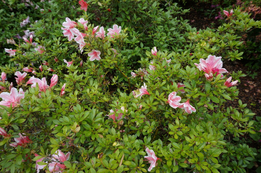 DSC06231.JPG