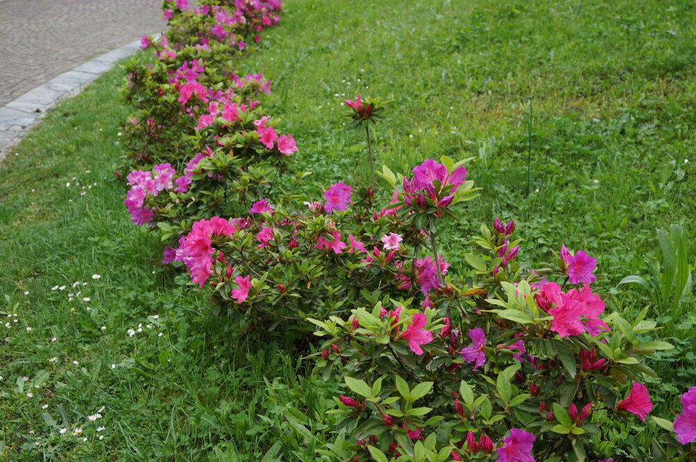 DSC06258.JPG