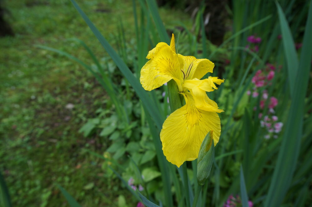 DSC06263.JPG