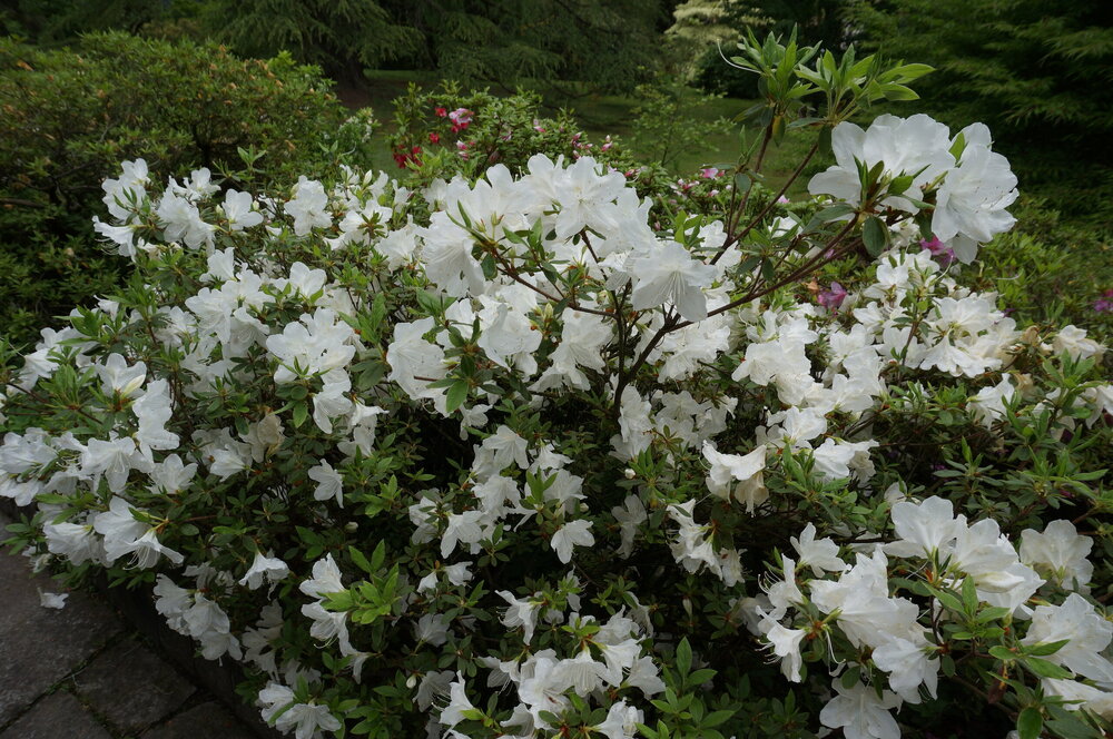 DSC06264.JPG