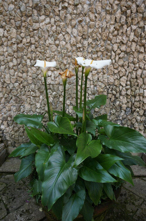 DSC06464.JPG