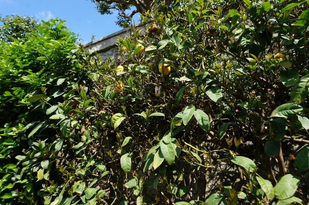 DSC06518.JPG