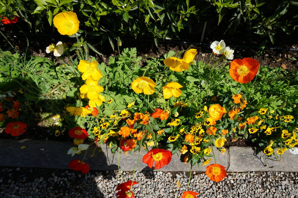 DSC06524.JPG