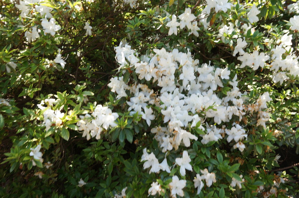 DSC06580.JPG