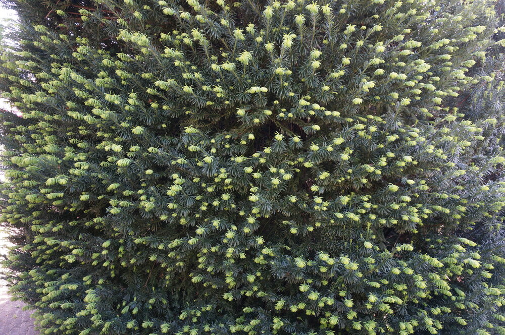 DSC06581.JPG