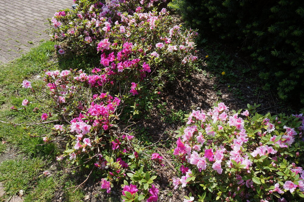DSC06587.JPG