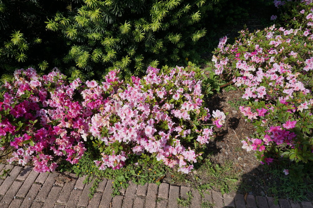 DSC06588.JPG
