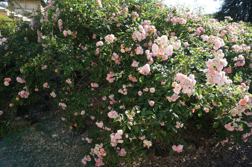DSC07362.JPG
