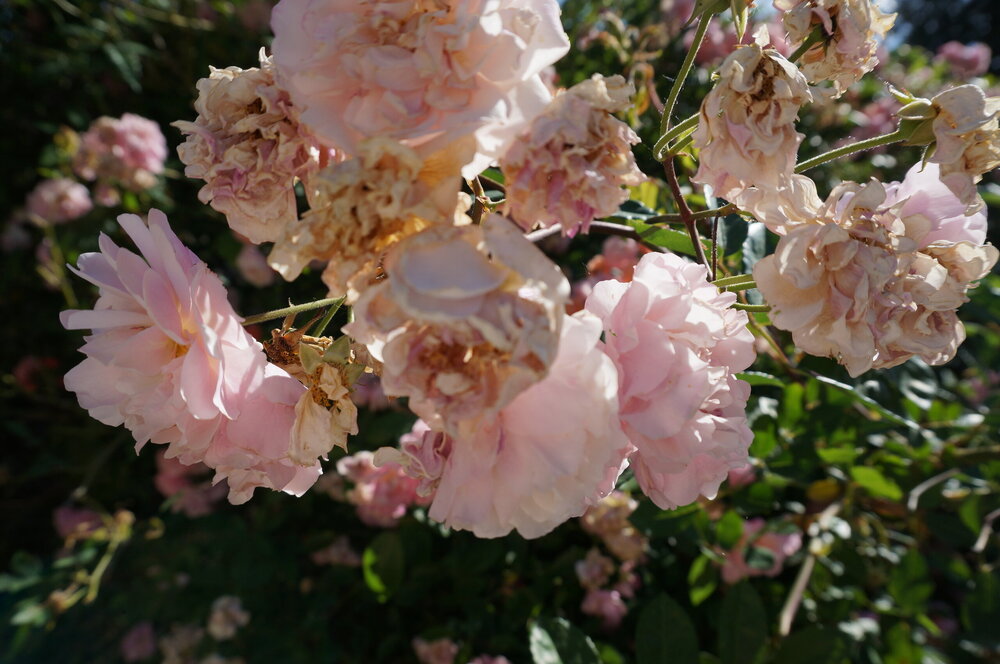 DSC07363.JPG
