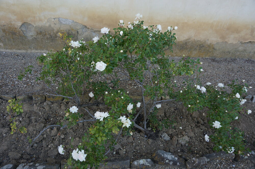 DSC07372.JPG