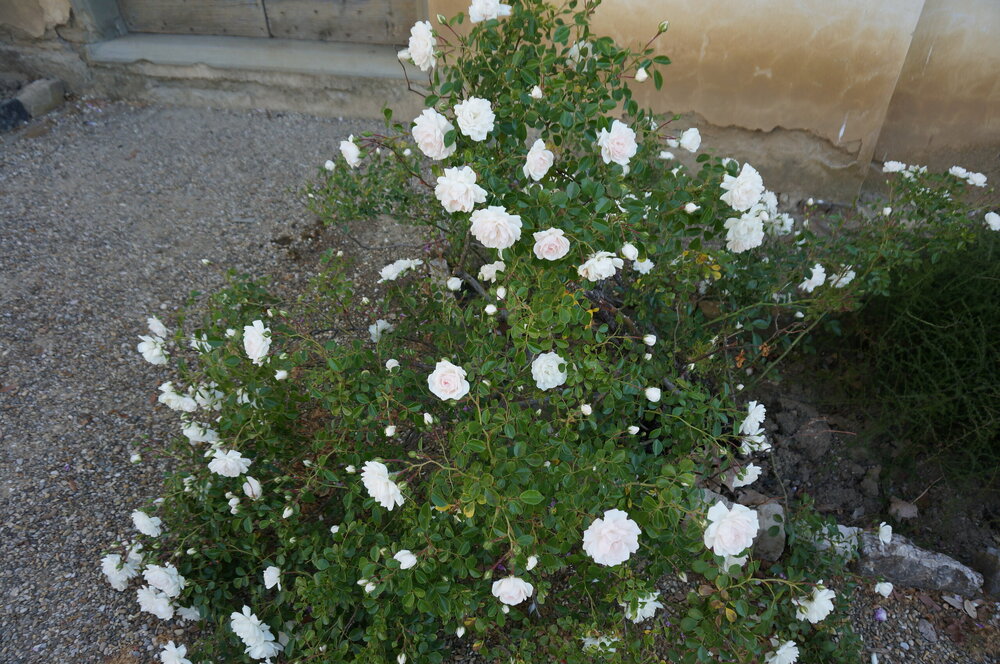 DSC07374.JPG